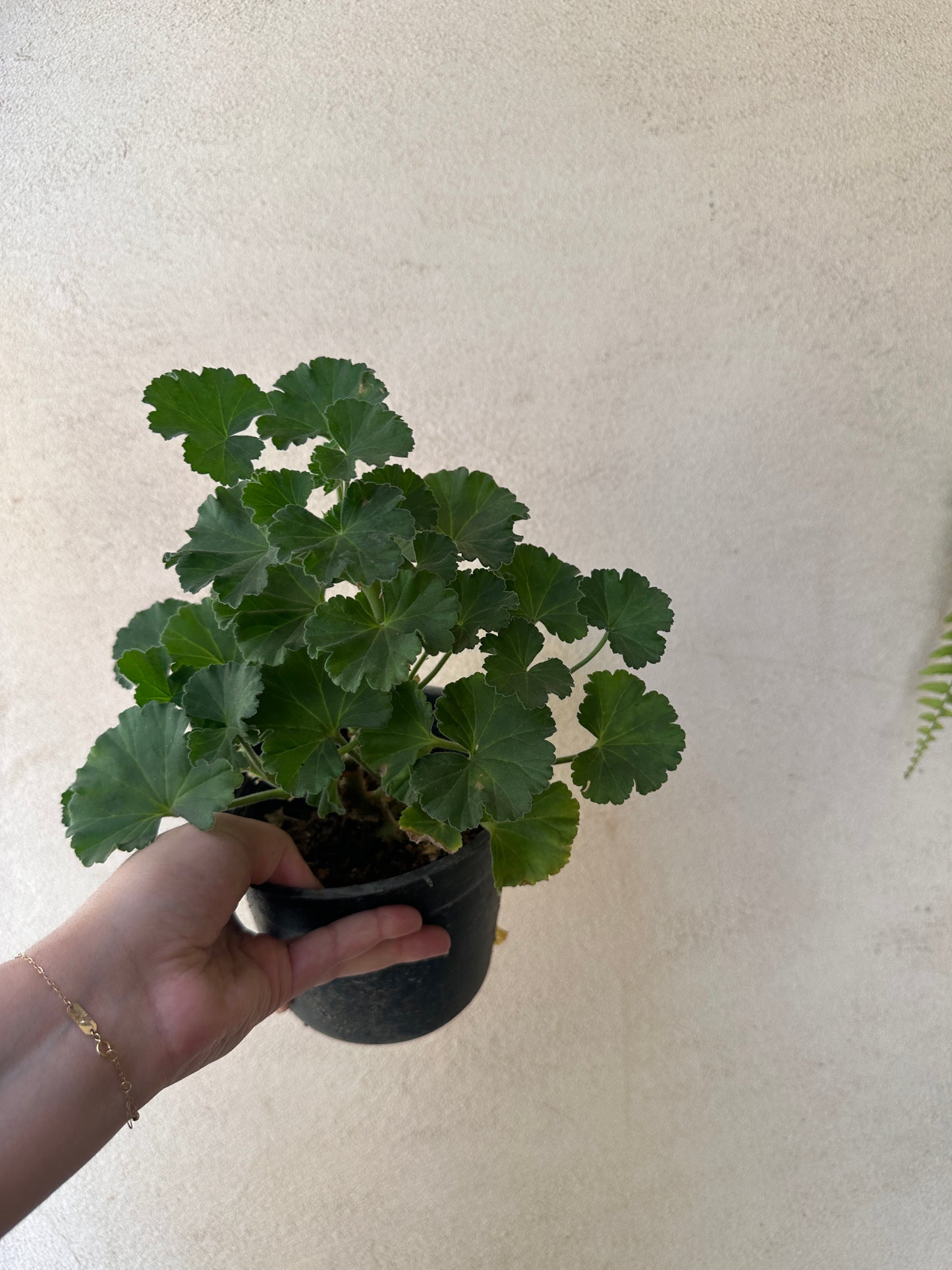 Geraniums - Clearance