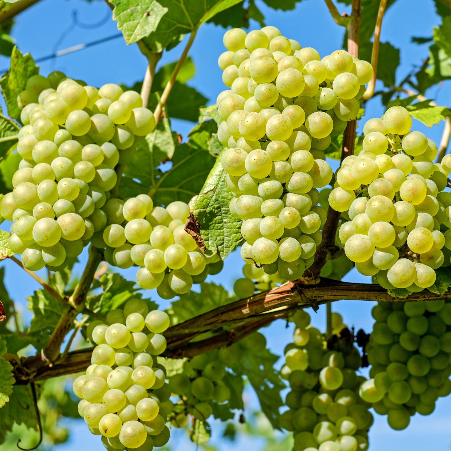 Grapes Tree