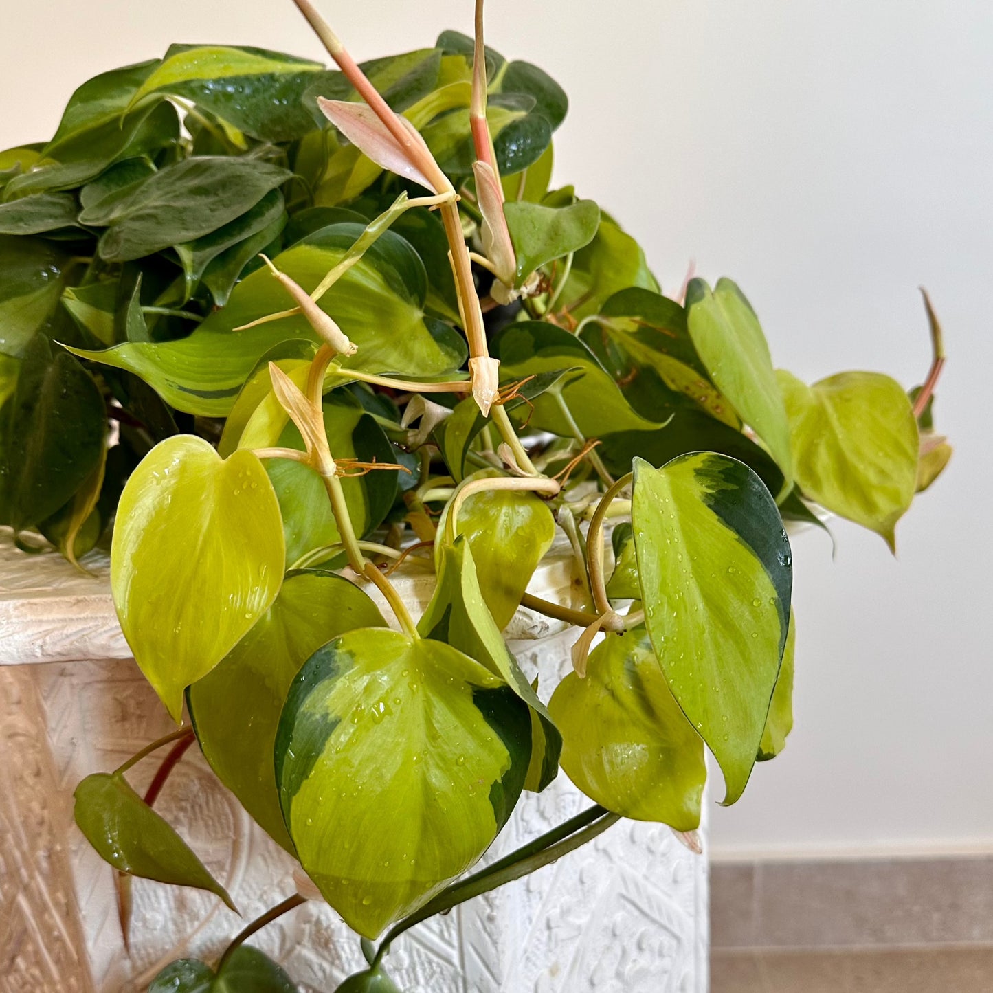 Sweetheart Pothos Plant (Epipremnum aureum) - Available on Kaynuna.co in Cairo, Egypt"