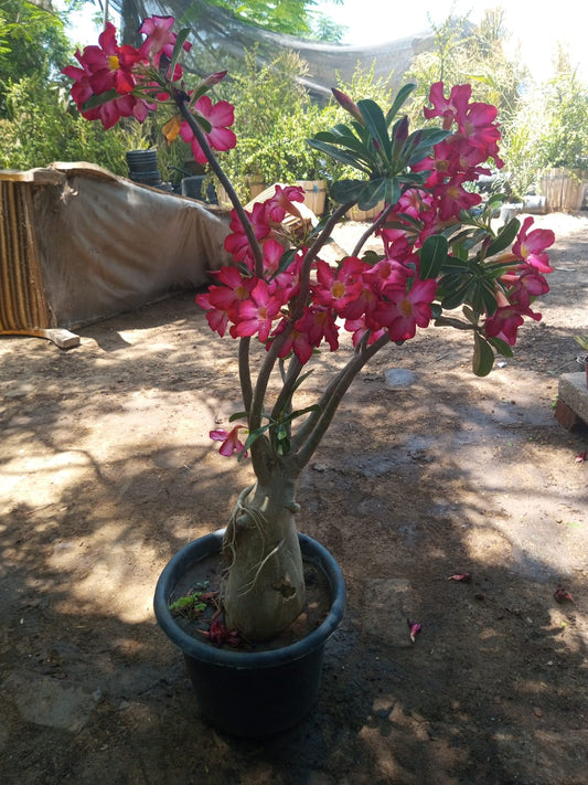 Desert Rose