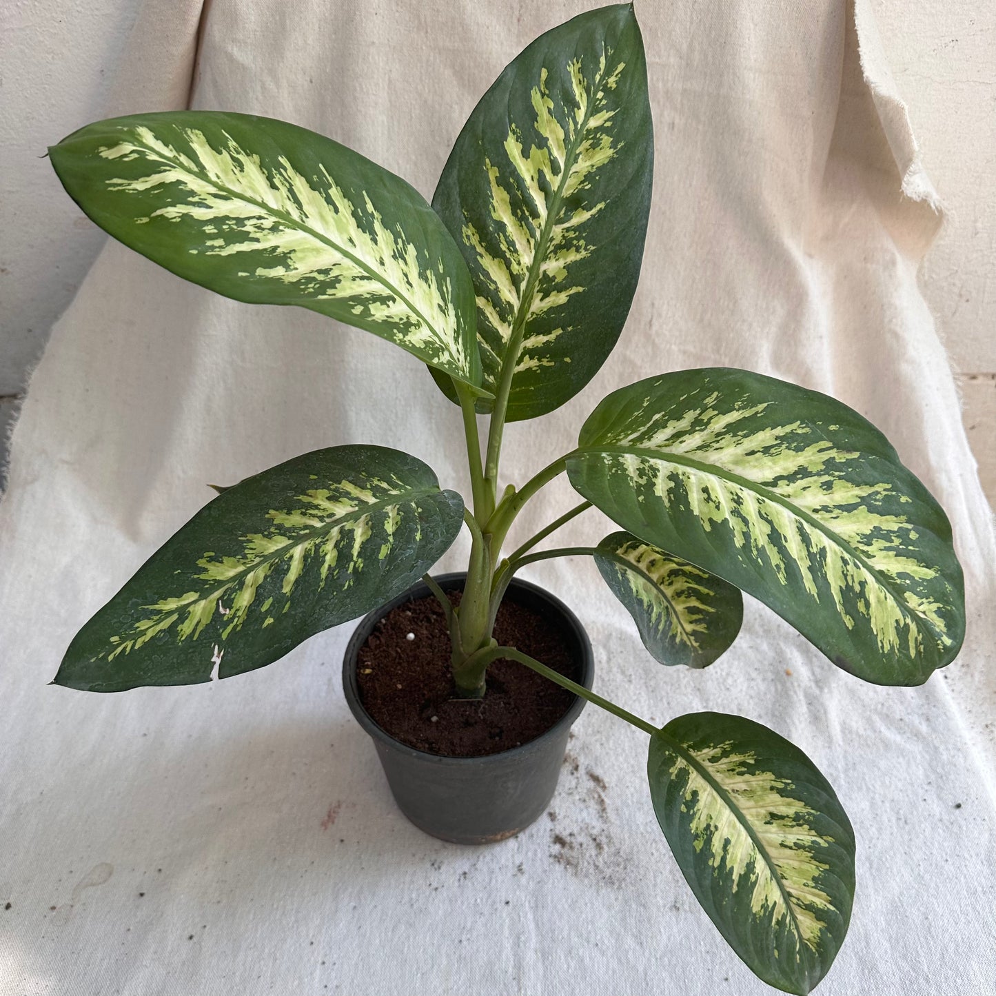 Dieffenbachia