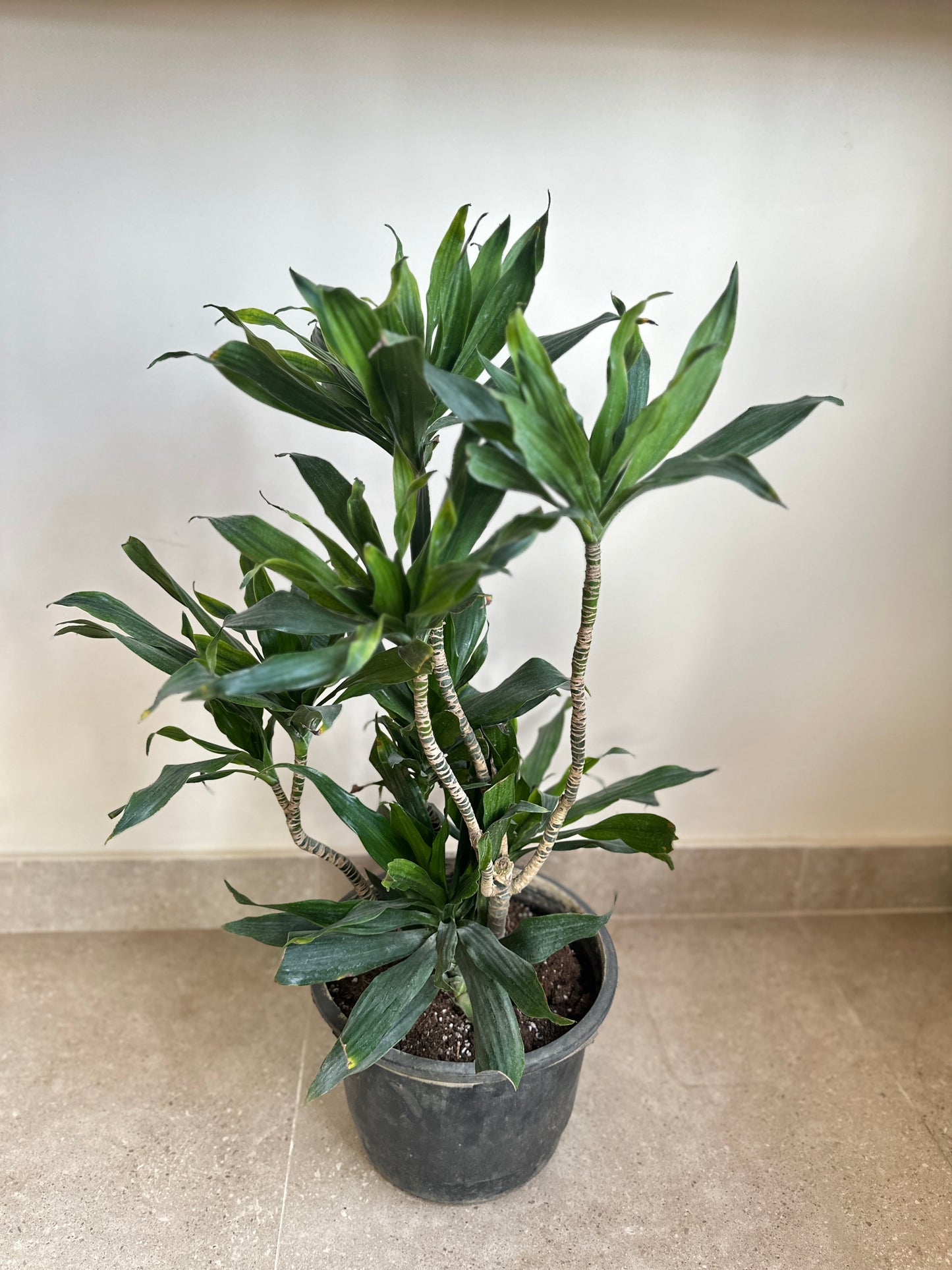 Dracaena Compacta