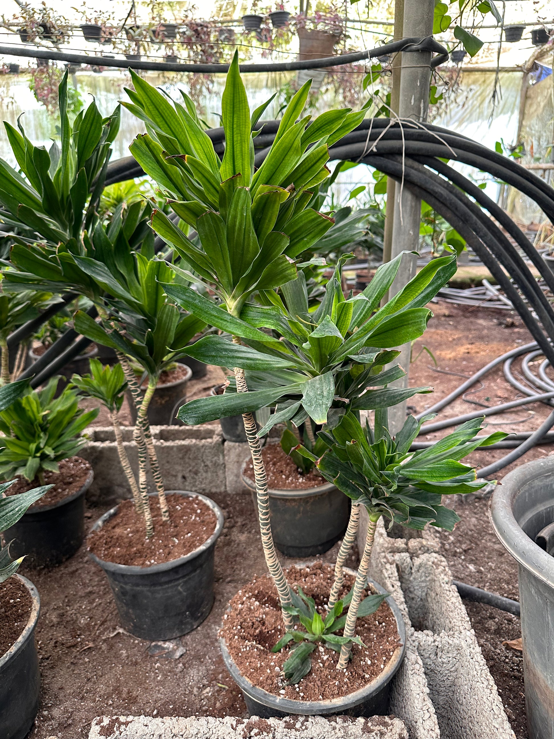 Dracaena Compacta in nursery