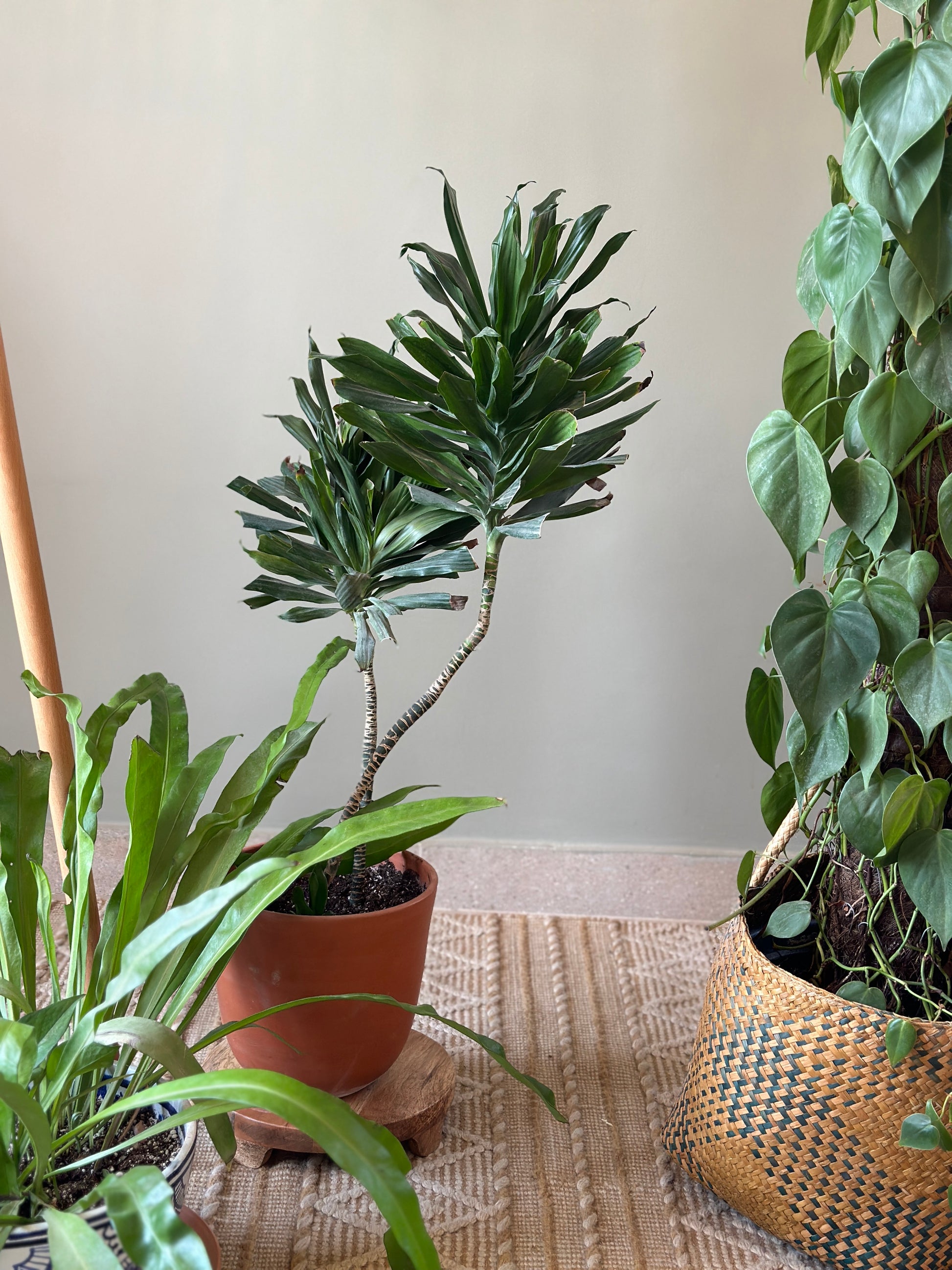 Dracaena Compacta Houseplant, Easy indoor plant. Shop Now! 