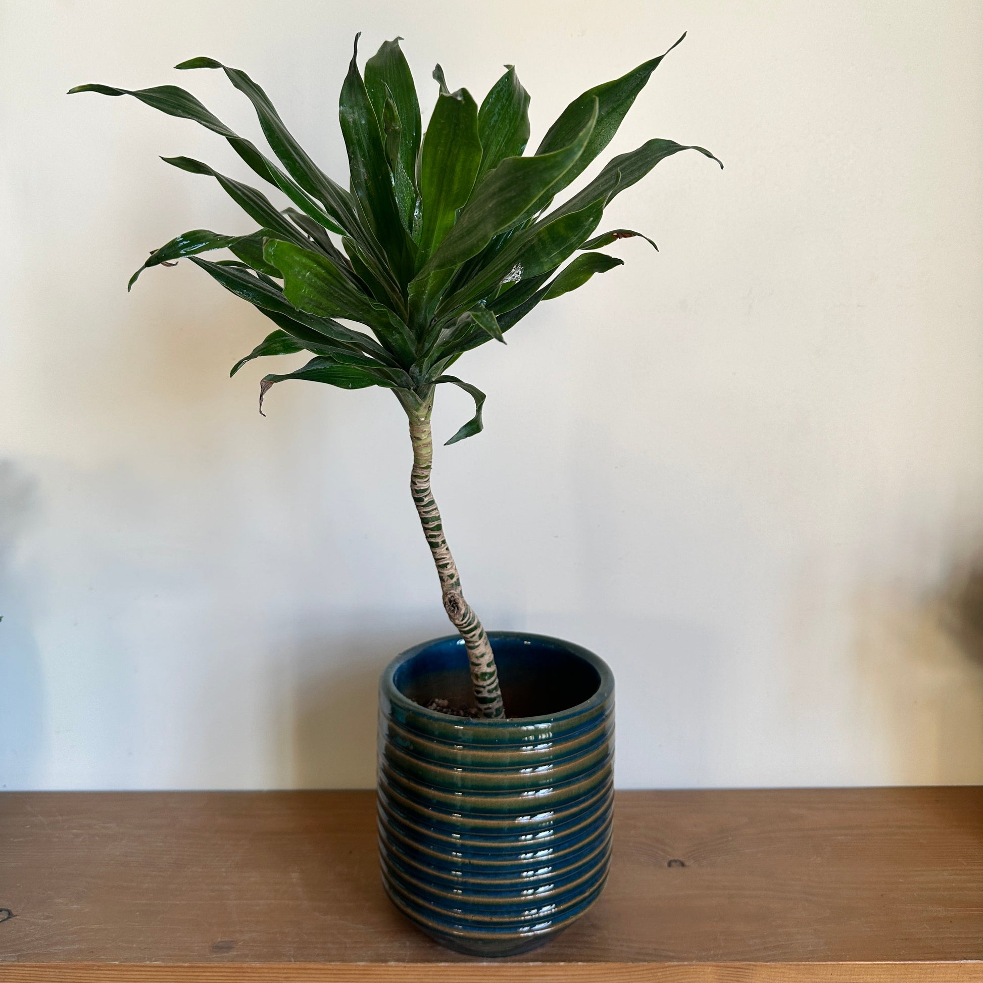 Dracaena Compacta indoor plant in  Horizon  green Ceramic Pot | shop at kaynuna
