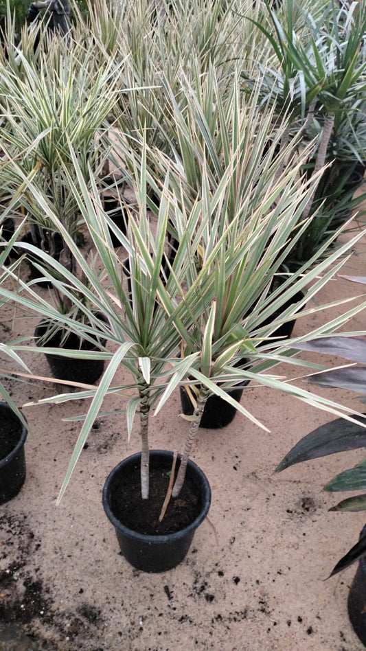 Dracaena_RedMargined