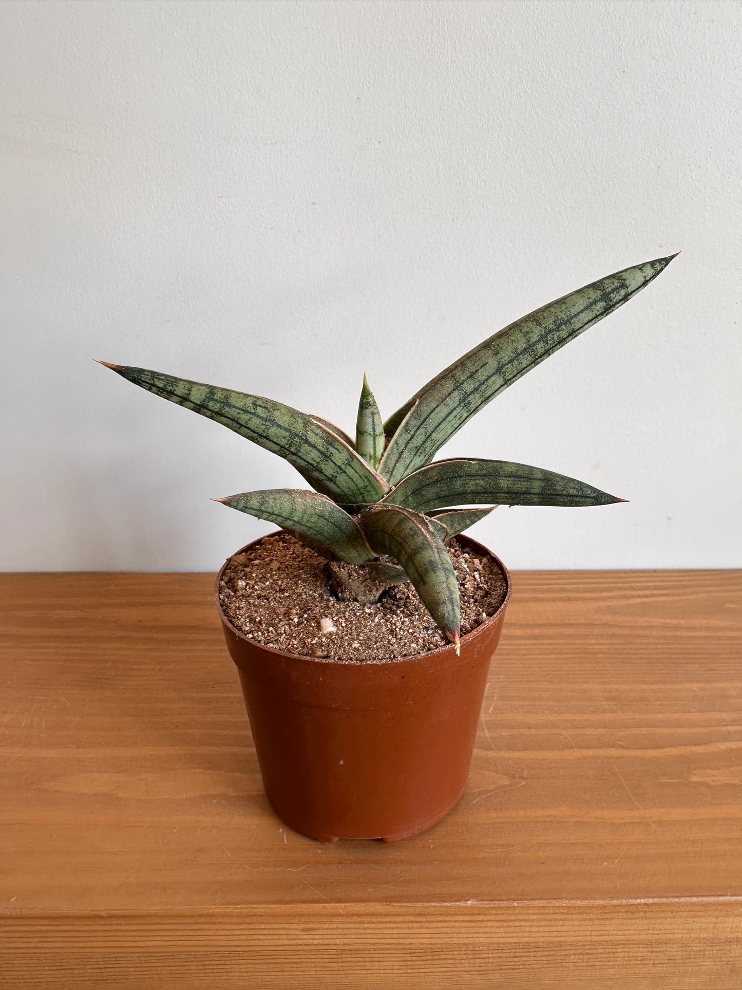 Shop Dwarf African Spear potted in 8 cm pot at kaynuna.co