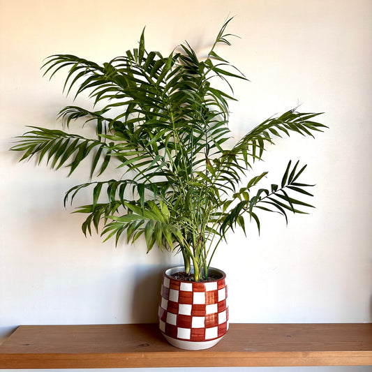 Potted dwarf bamboo palm in a checkered pot on a wooden surface with a white background