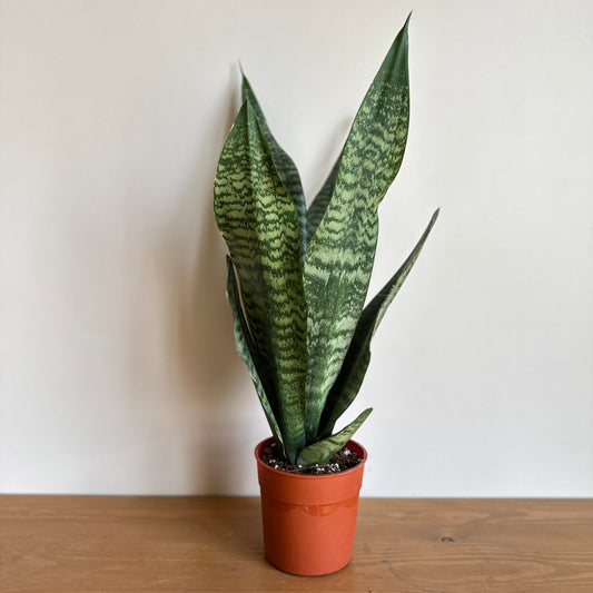 A potted Snake Plant (Sansevieria) placed on a wooden surface against a white background.