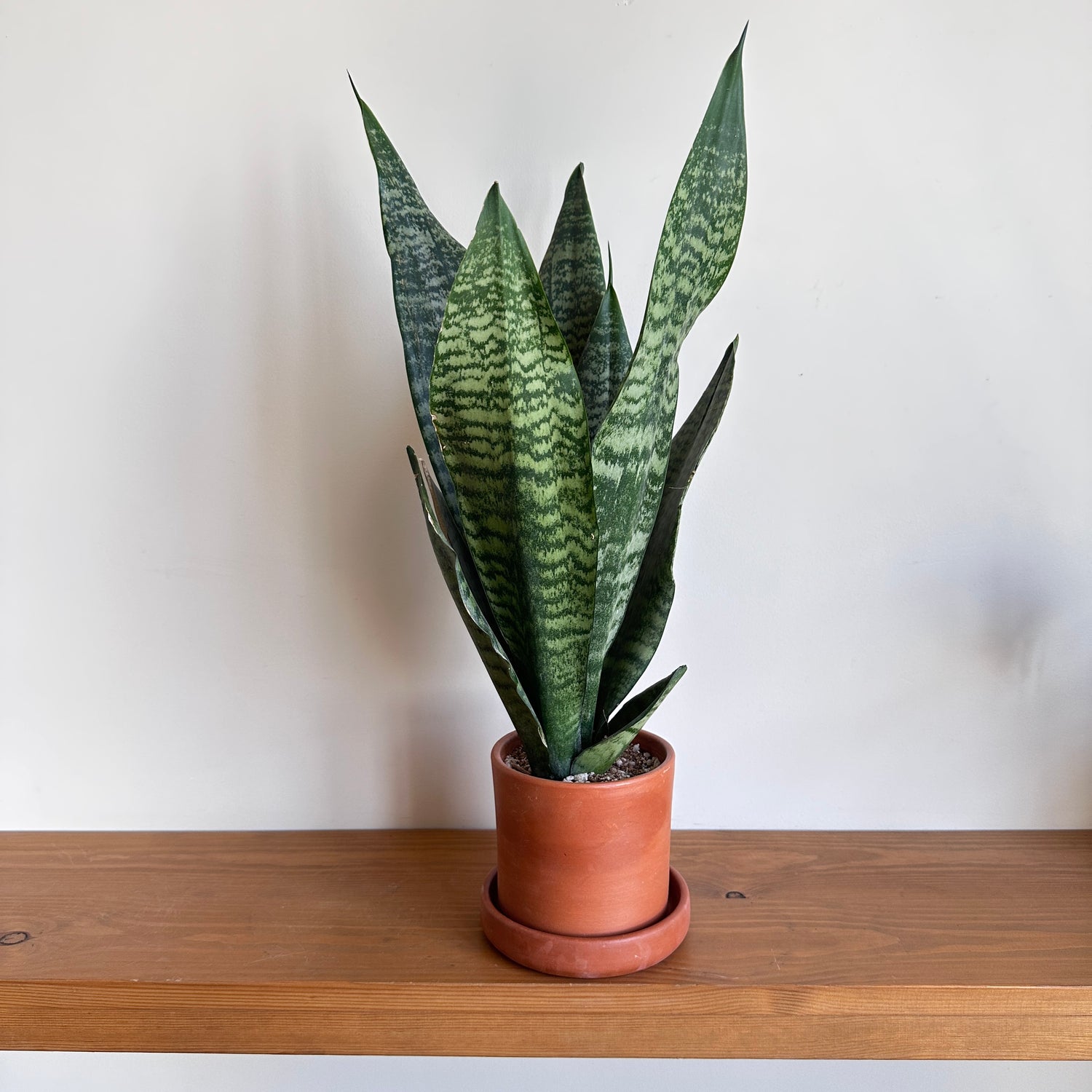 Dwarf Tiger Snake Plant in Terracotta Clay Pot Size 10cm |kaynuna|