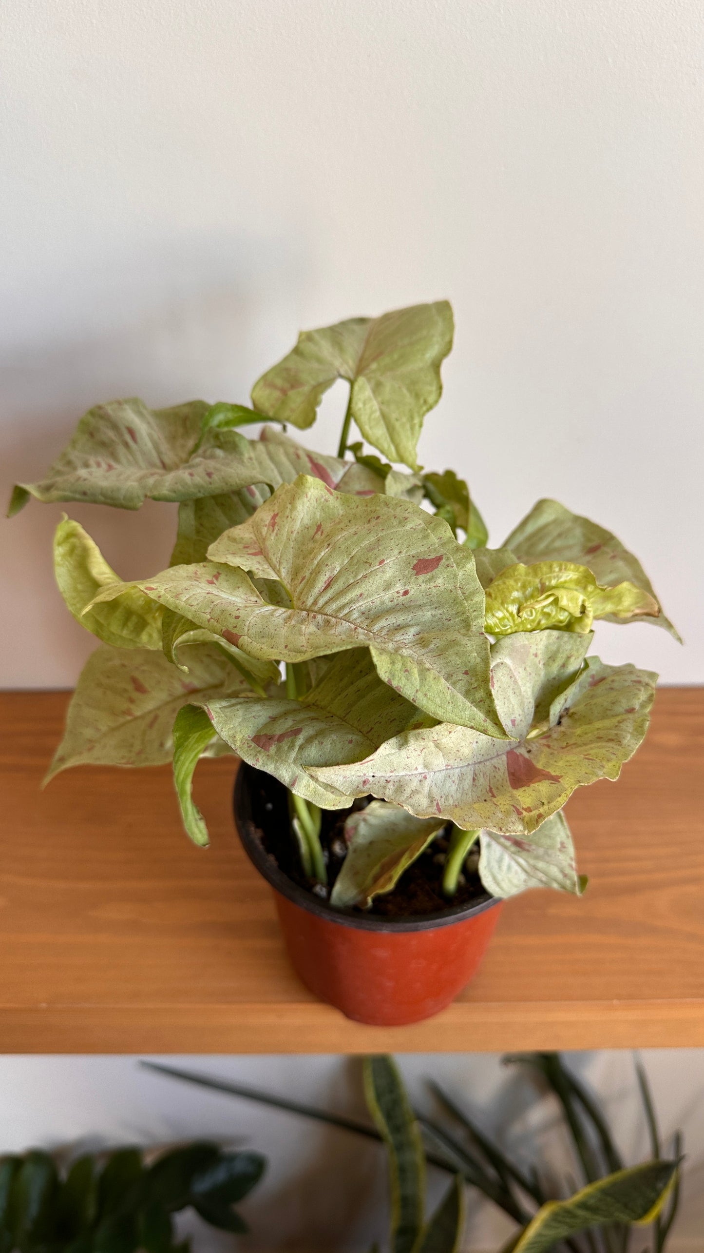 Syngonium Podophyllum "Pink Spot"