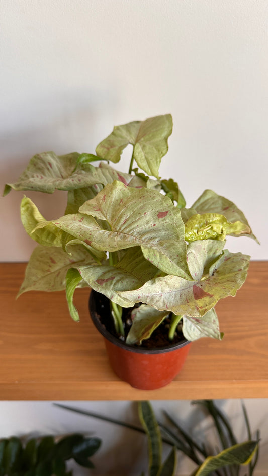 Syngonium Podophyllum "Pink Spot"