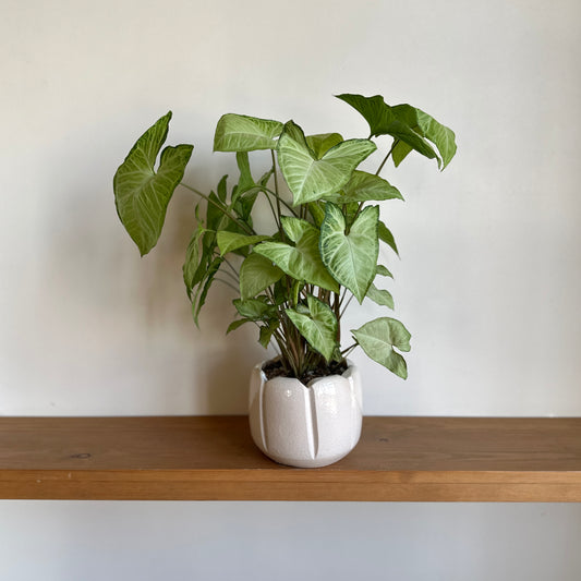 Arrowhead Plant-Syngonium