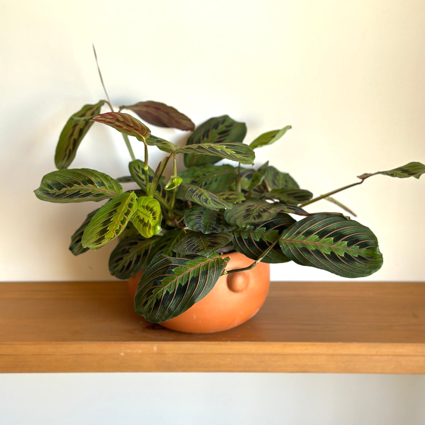 Maranta Plant