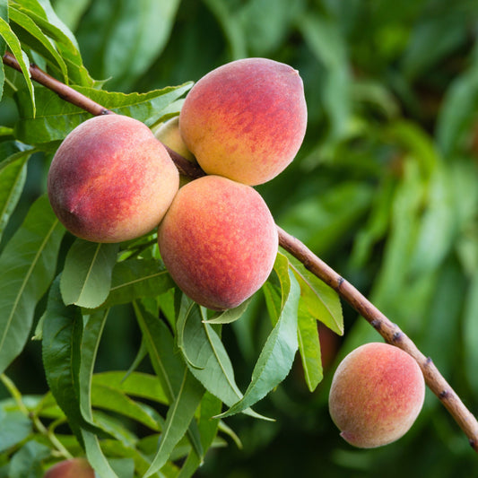 Peach Tree