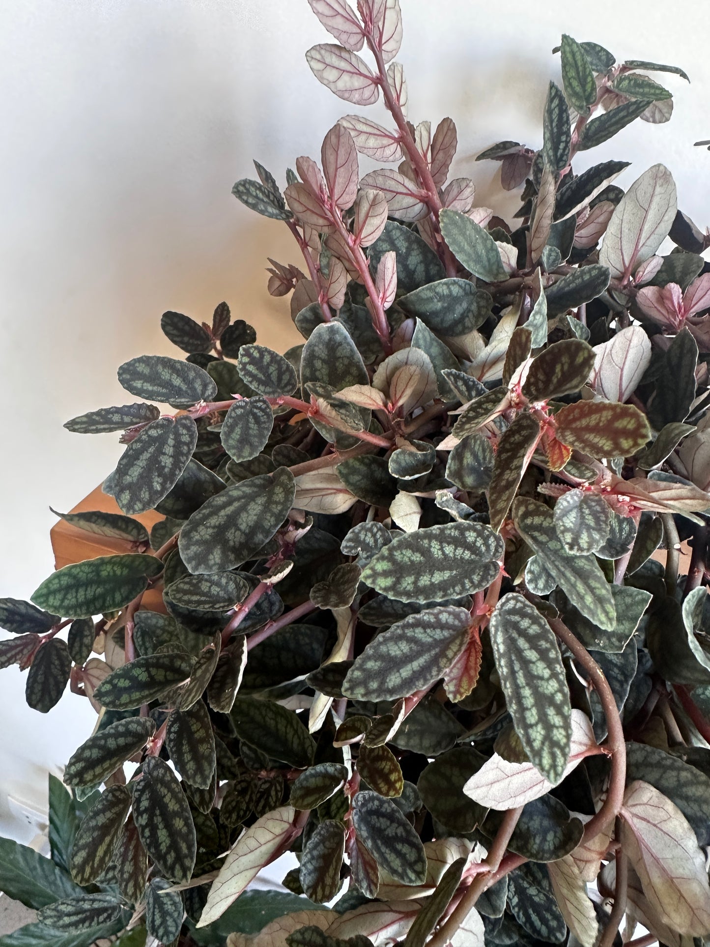 Watermelon Pellionia