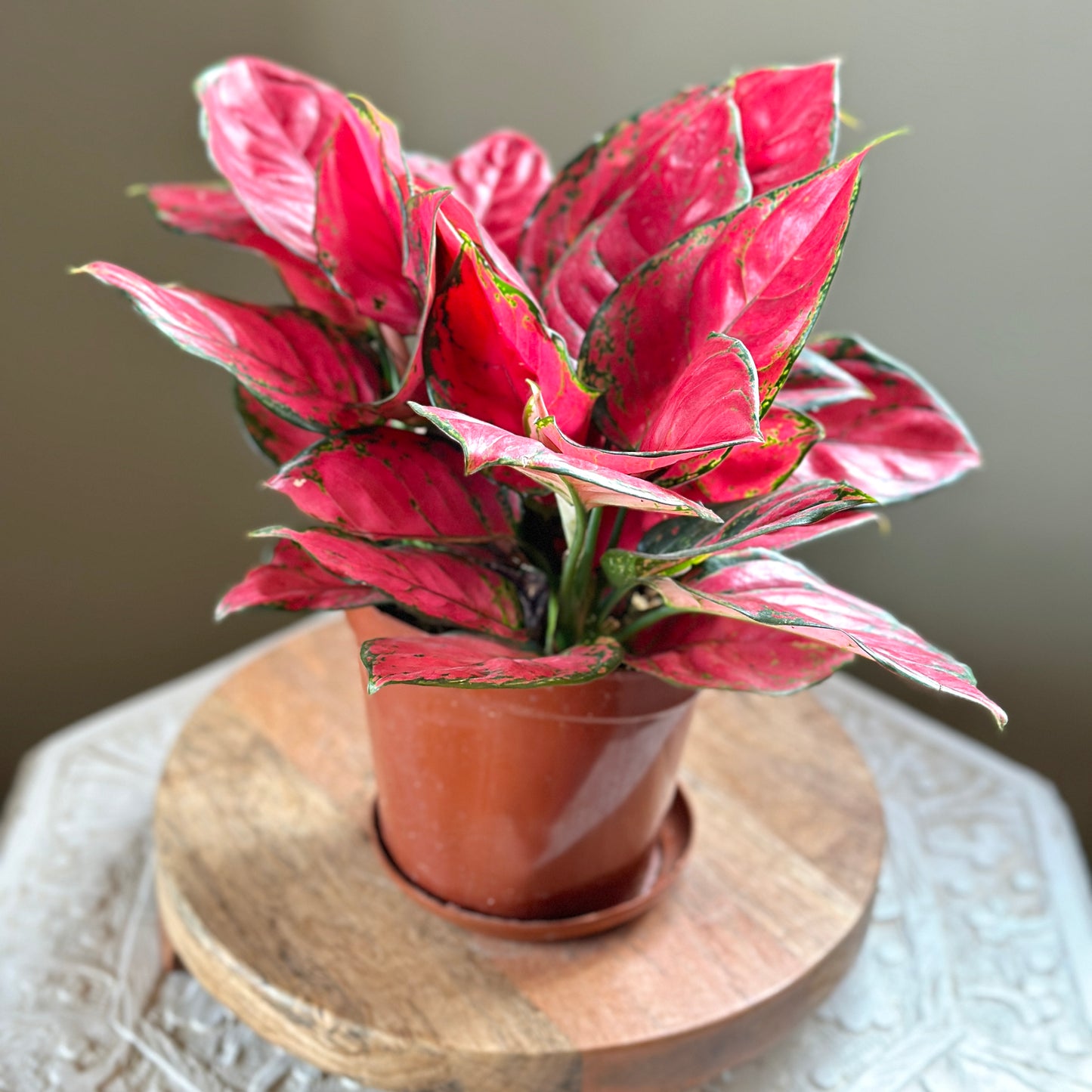 Aglaonema 'Red Valentine'