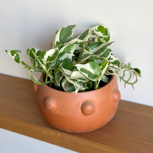 White Pothos in Hathor Clay Pot