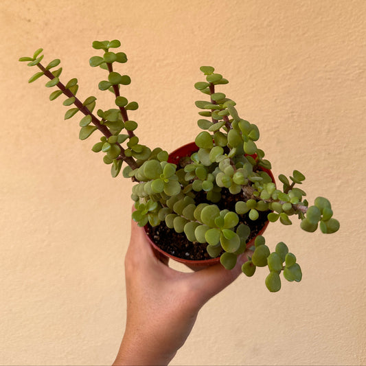 Elephant Bush