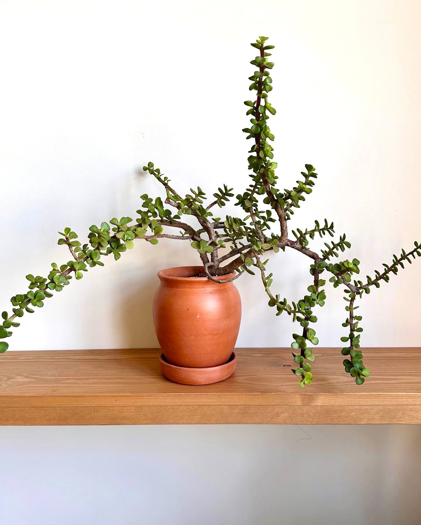 Elephant Bush Plant in Terracotta Clay Pot