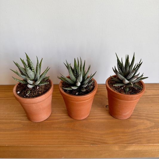 Zebra Succulent in Clay Pot