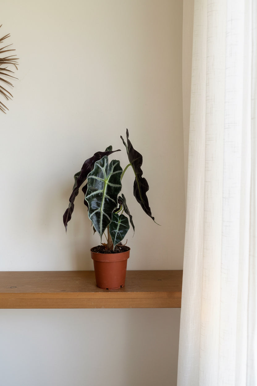 Alocasia 'Amazonica'