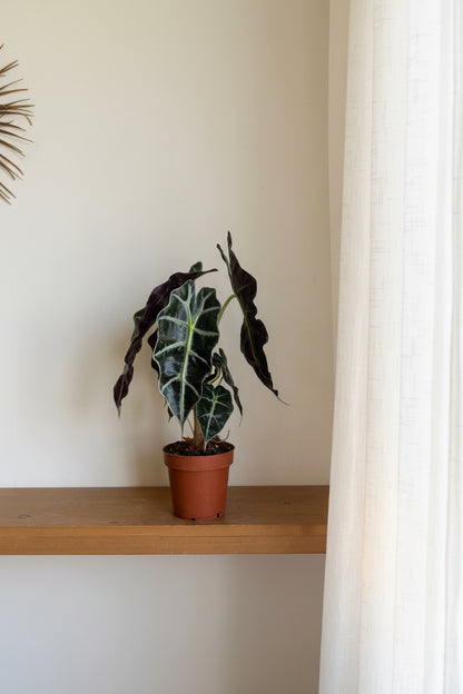 Alocasia 'Amazonica'