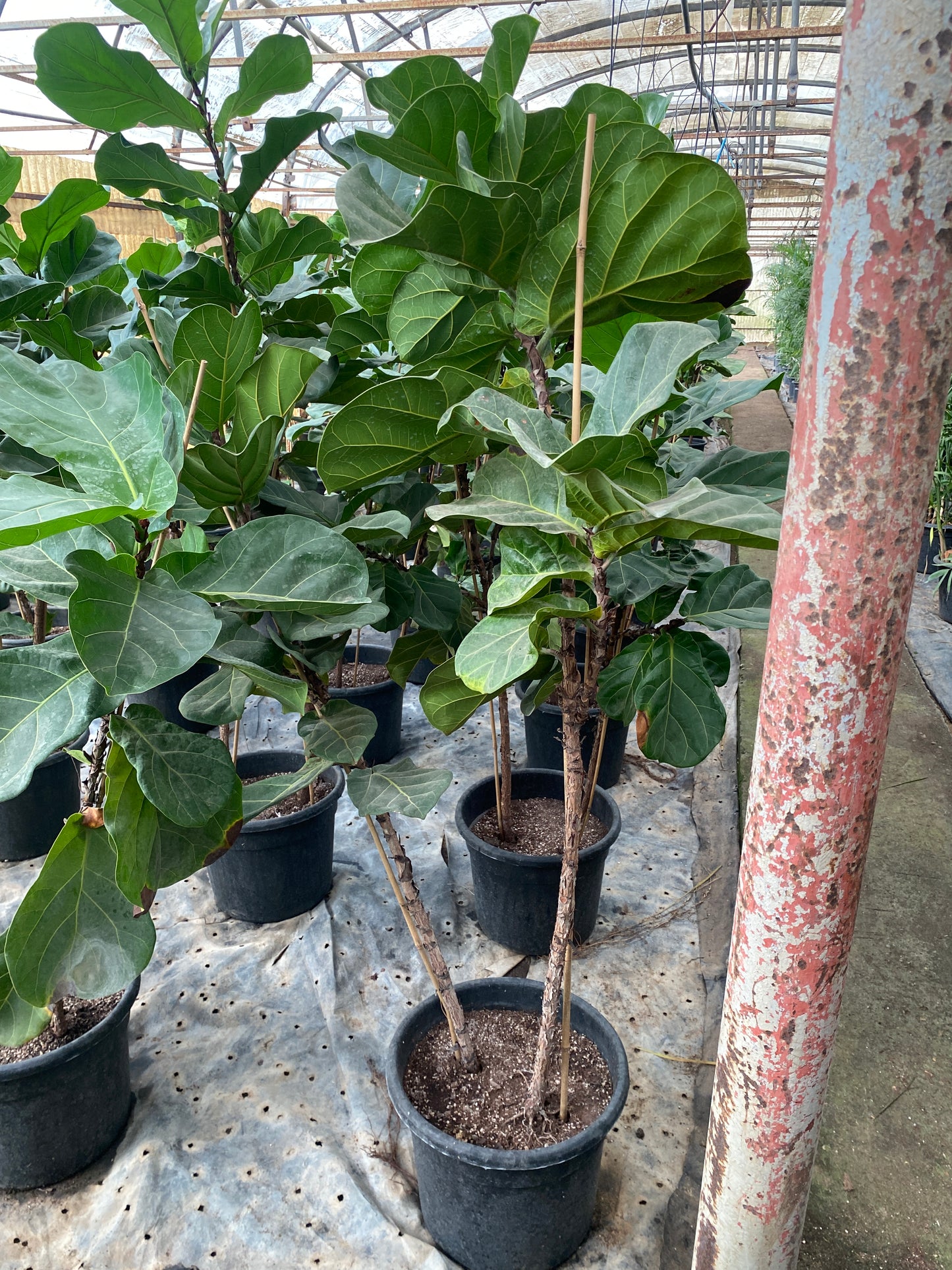 Fiddle Leaf Fig - Ficus lyrata