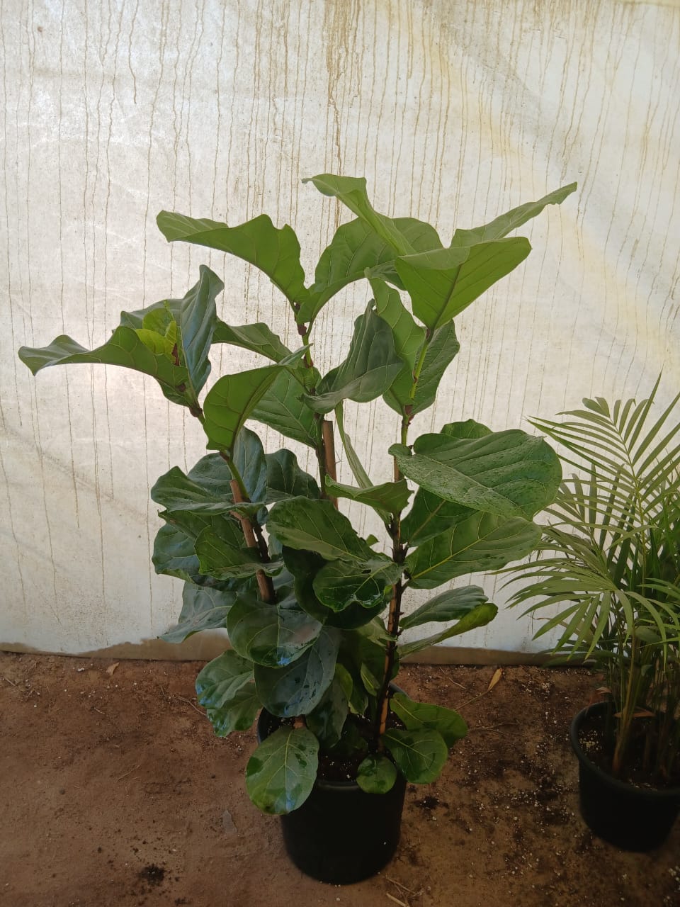 Fiddle Leaf Fig