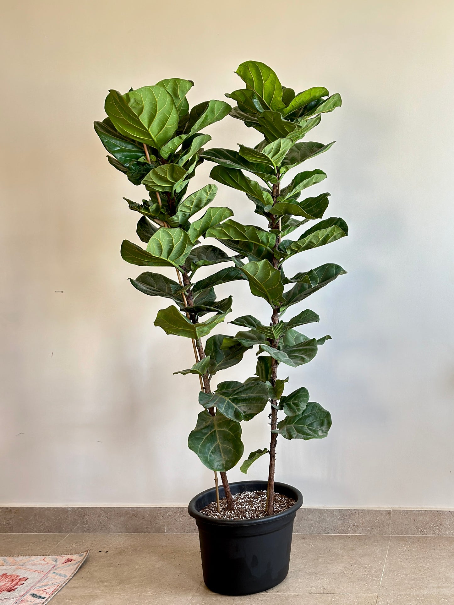 Fiddle Leaf Fig |kaynuna