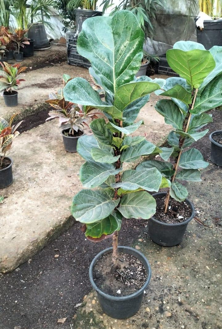 Fiddle Leaf Fig