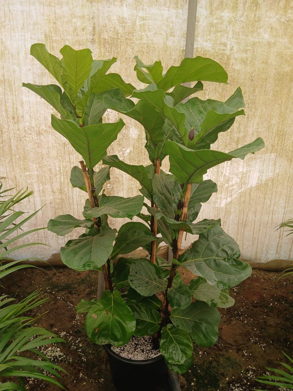Fiddle Leaf Fig