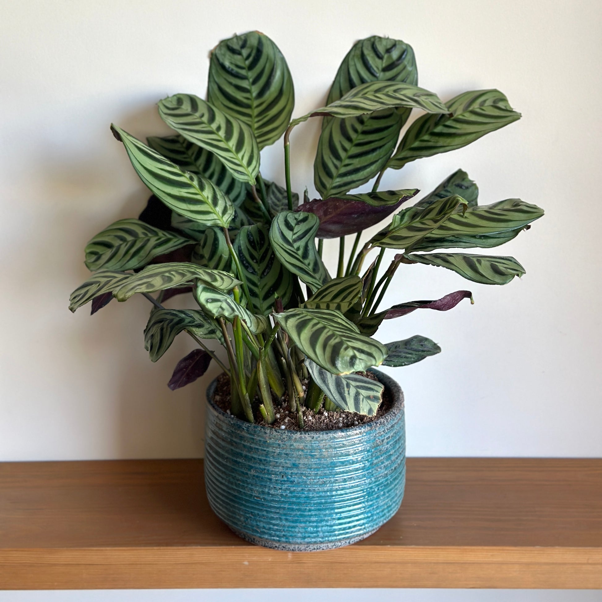 Potted (Ctenanthe burle-marxii) Fish bone plant with green and purple leaves in a textured blue ceramic pot on a wooden surface.| kaynuna|