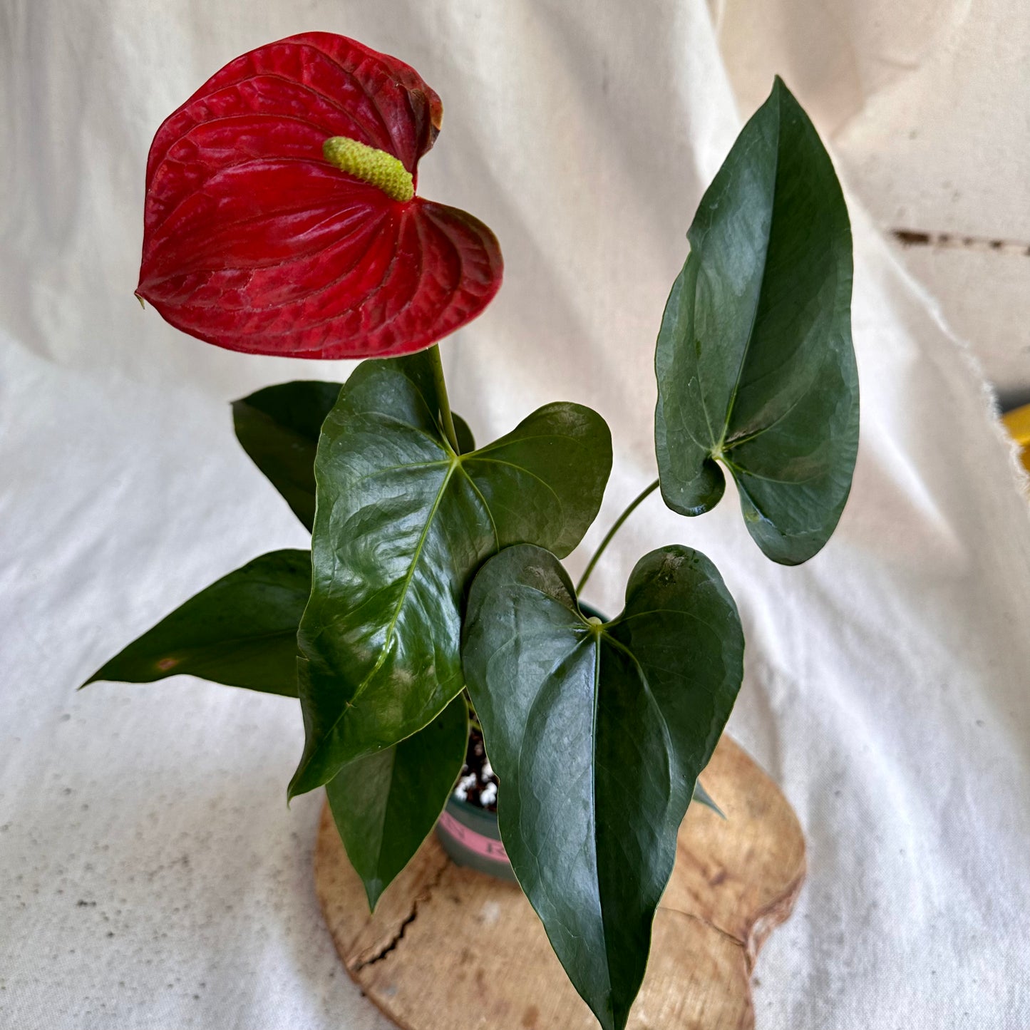 Anthurium andraeanum houseplant