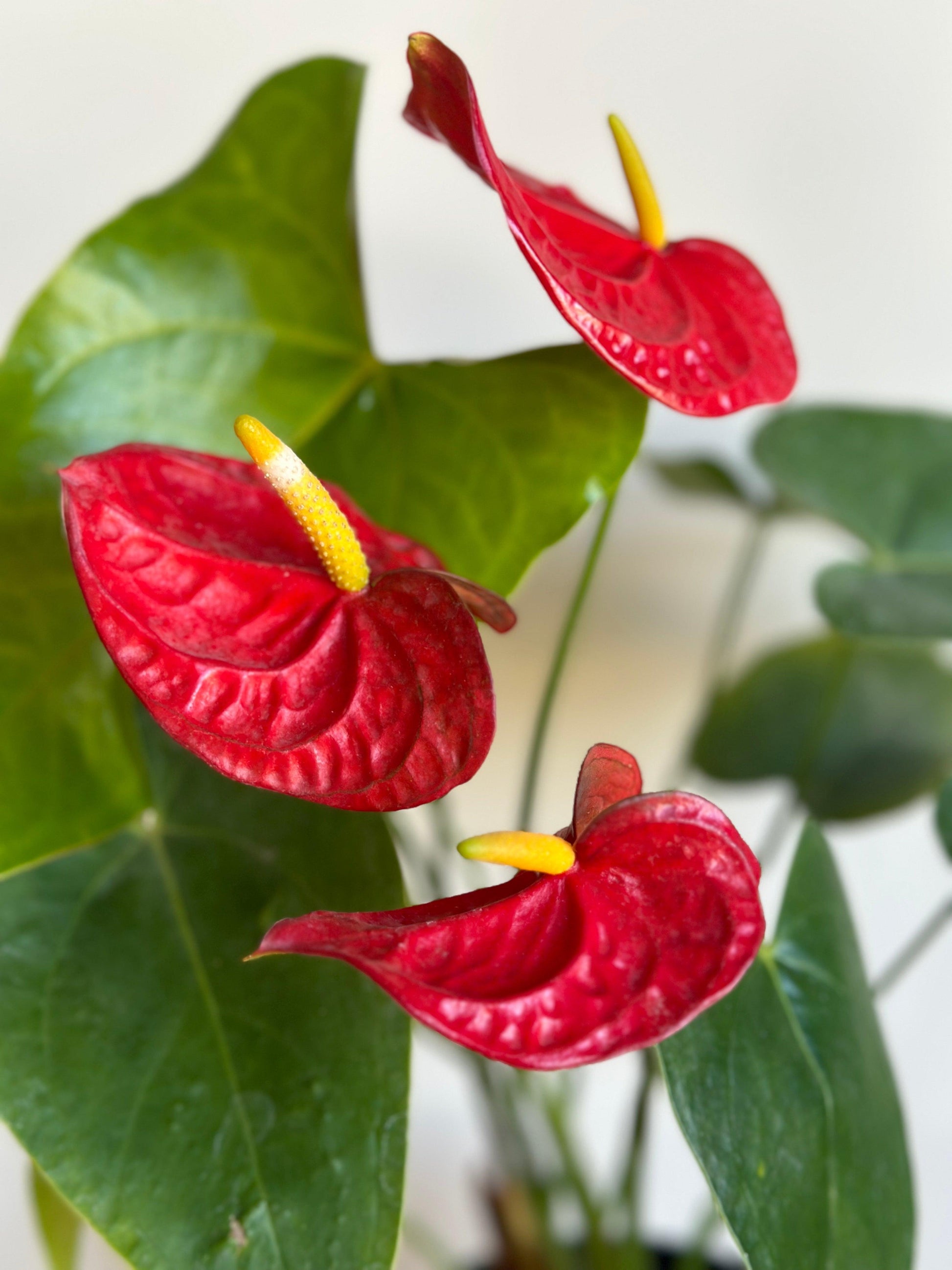 anthurium flower information in hindi Buy Flamingo Flower (Anthurium) Indoor Plant in Egypt – Kaynuna.co