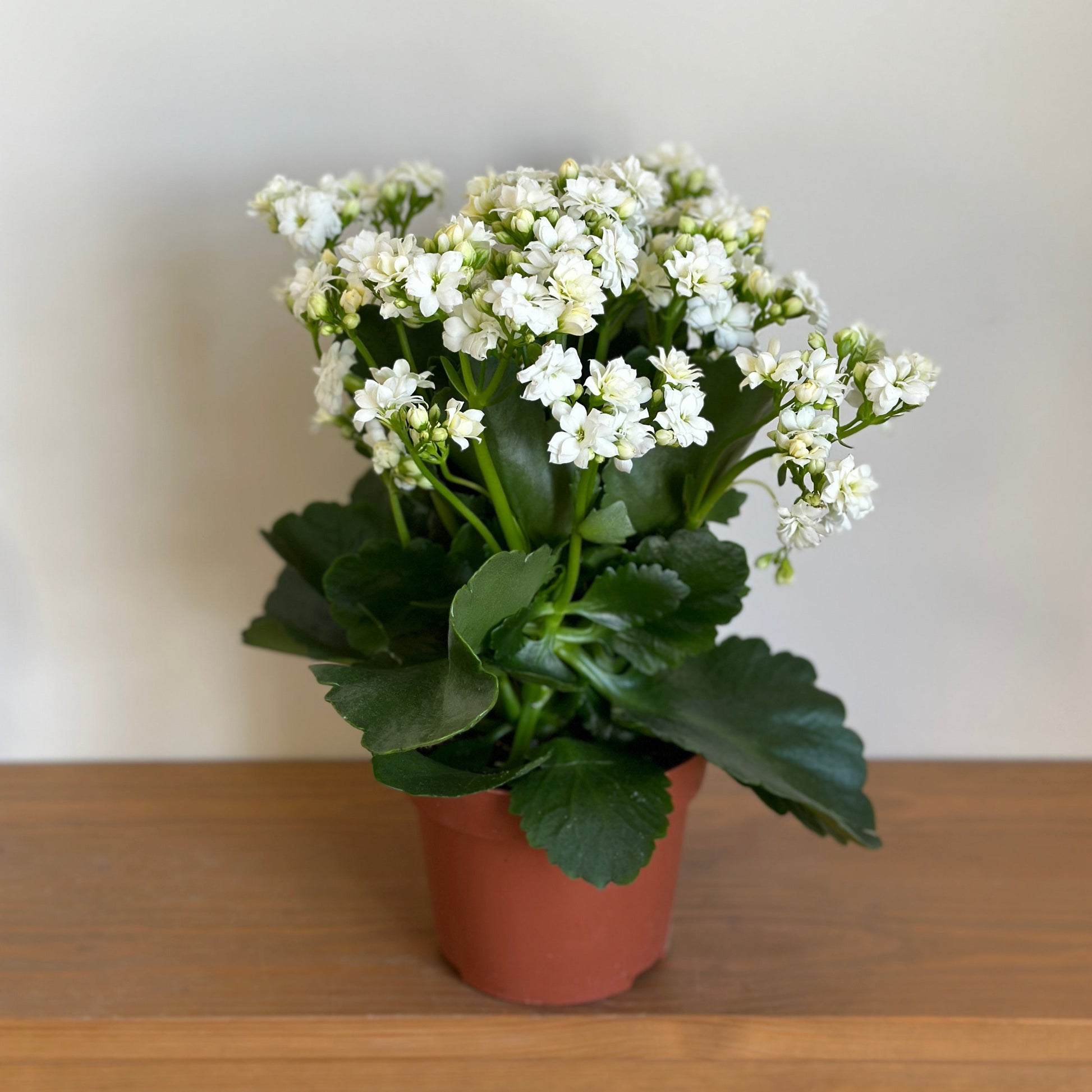 Florist Kalanchoe succulent with white flowers in a 12 cm brown plastic pot | kaynuna| Egypt