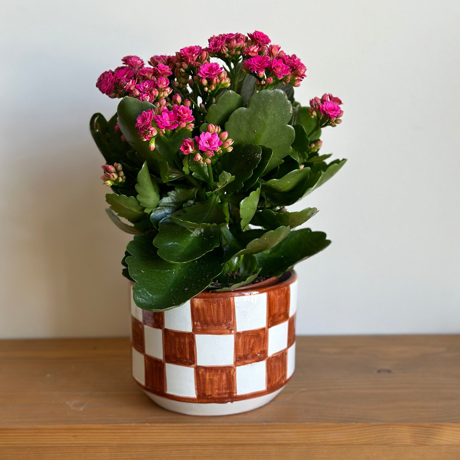 succulent with tiny pink flowers Florist Kalanchoe – Kaynuna.co