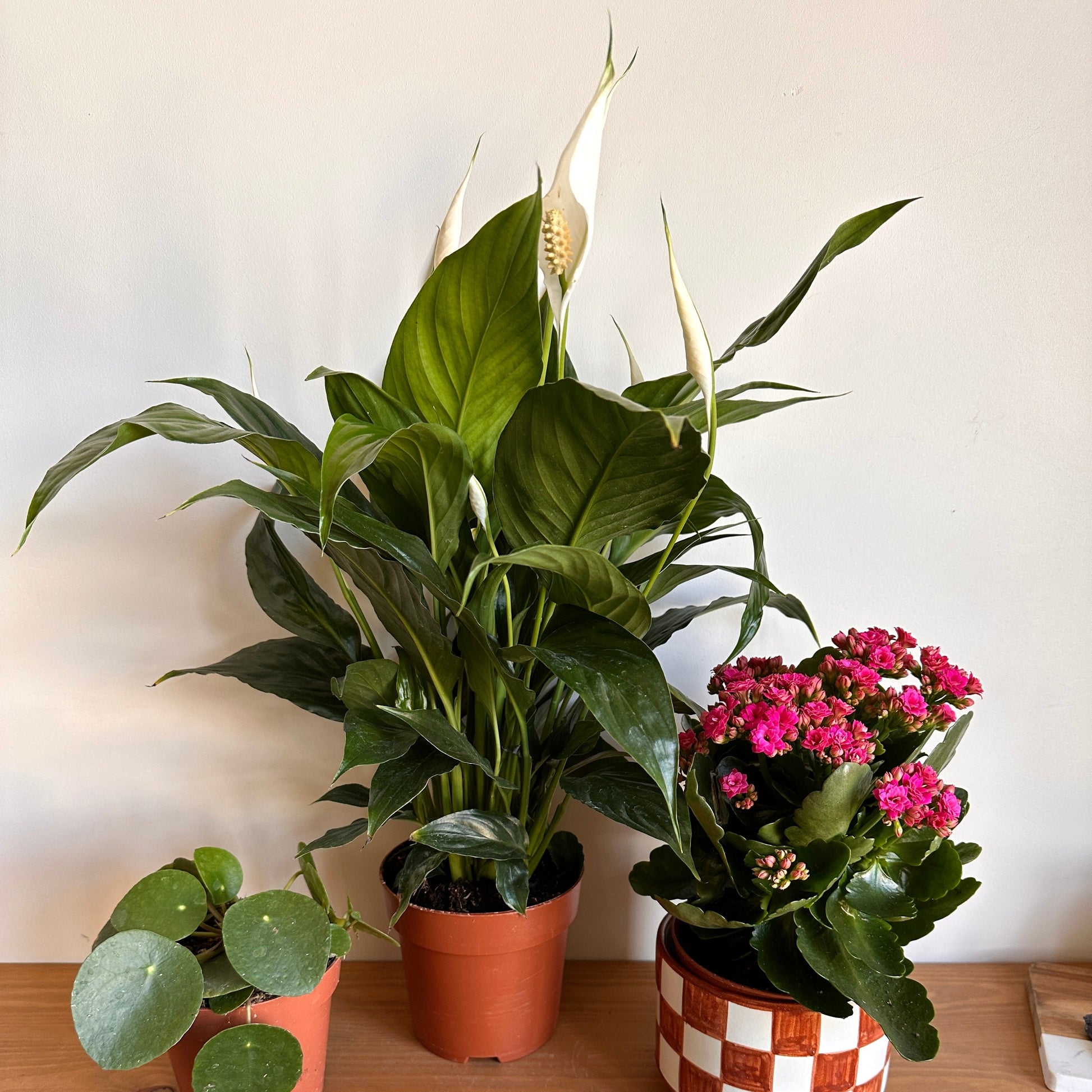 A potted Peace Lily plant with shiny green leaves and a white bloom, alongside other potted plants with green foliage.