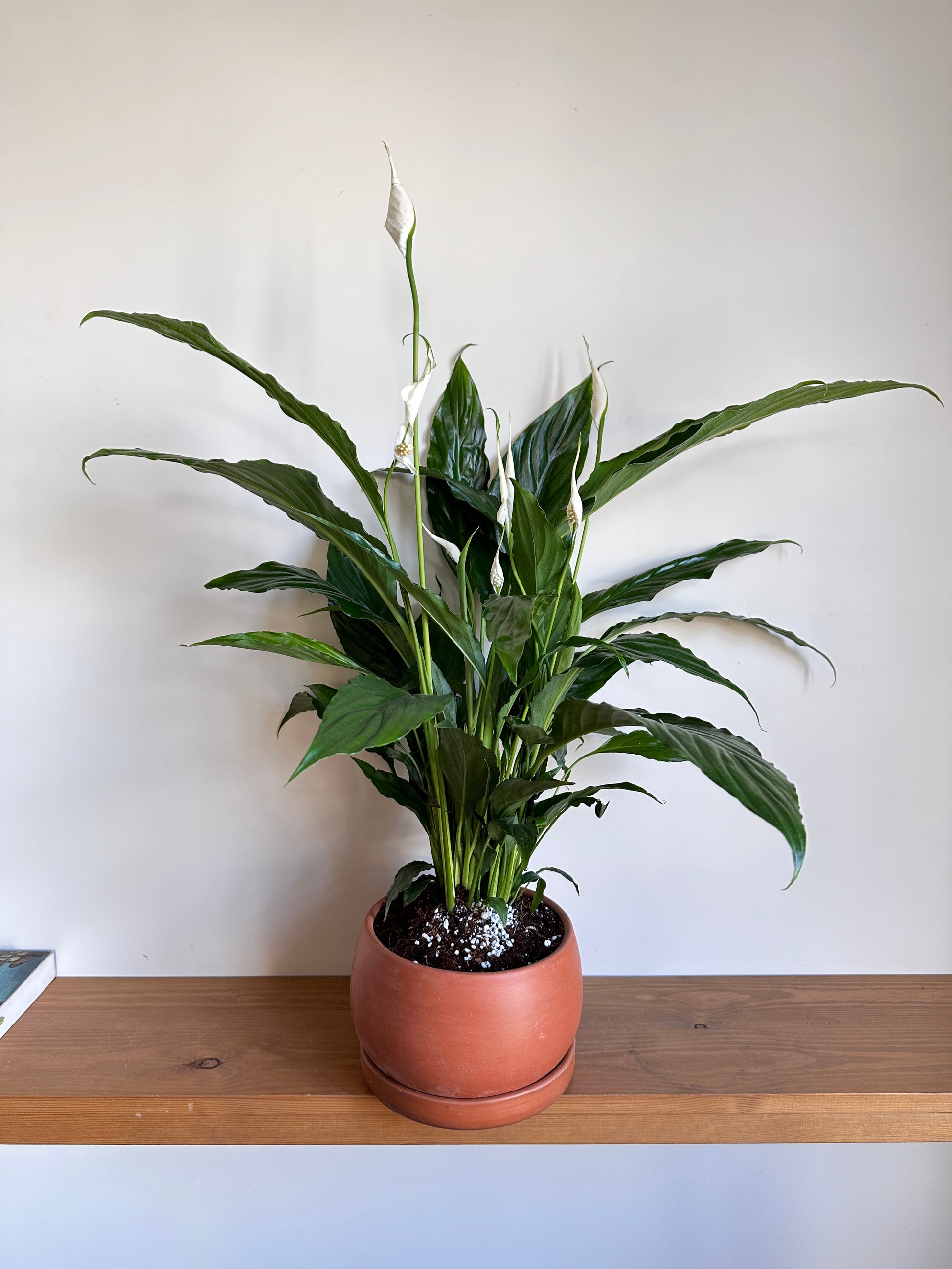 Flowering Peace Lilly phouseplant in "Shay" Terracotta Pot | Kaynuna