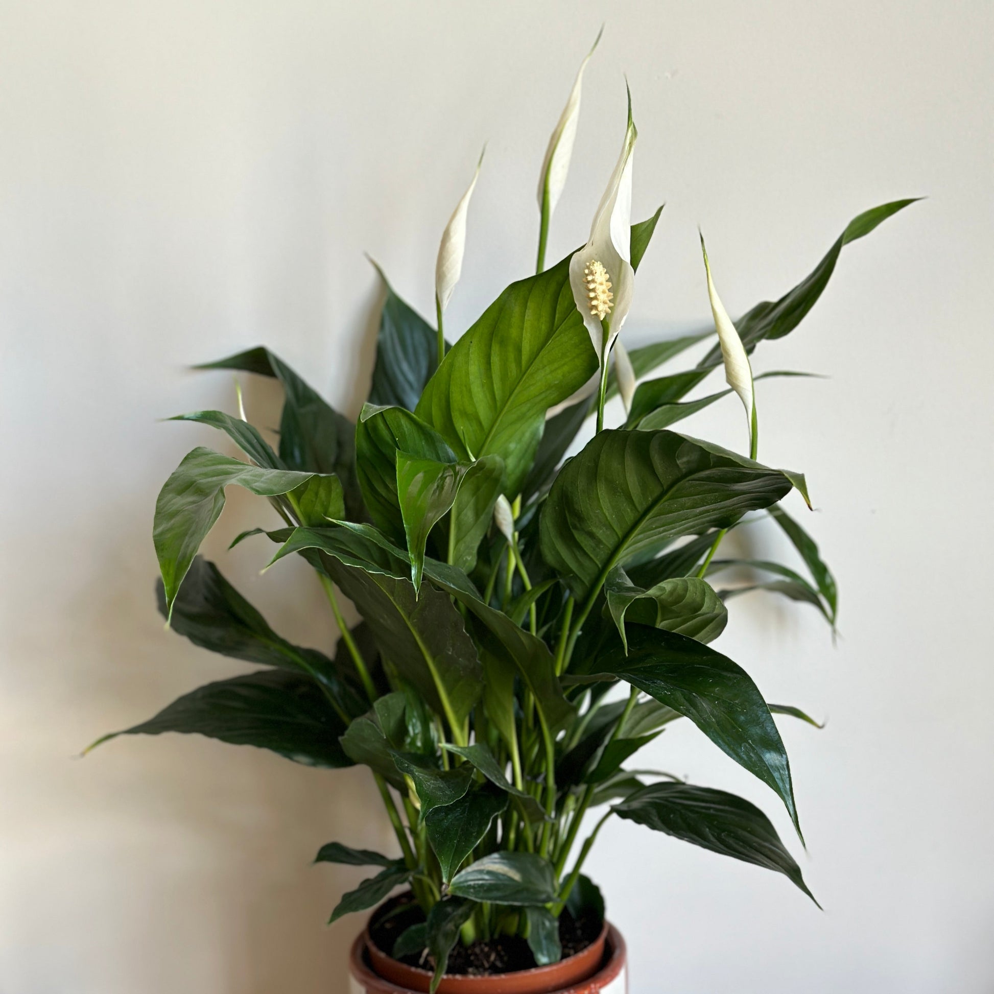 Flowering peace lilly| kaynuna| cairo, egypt,