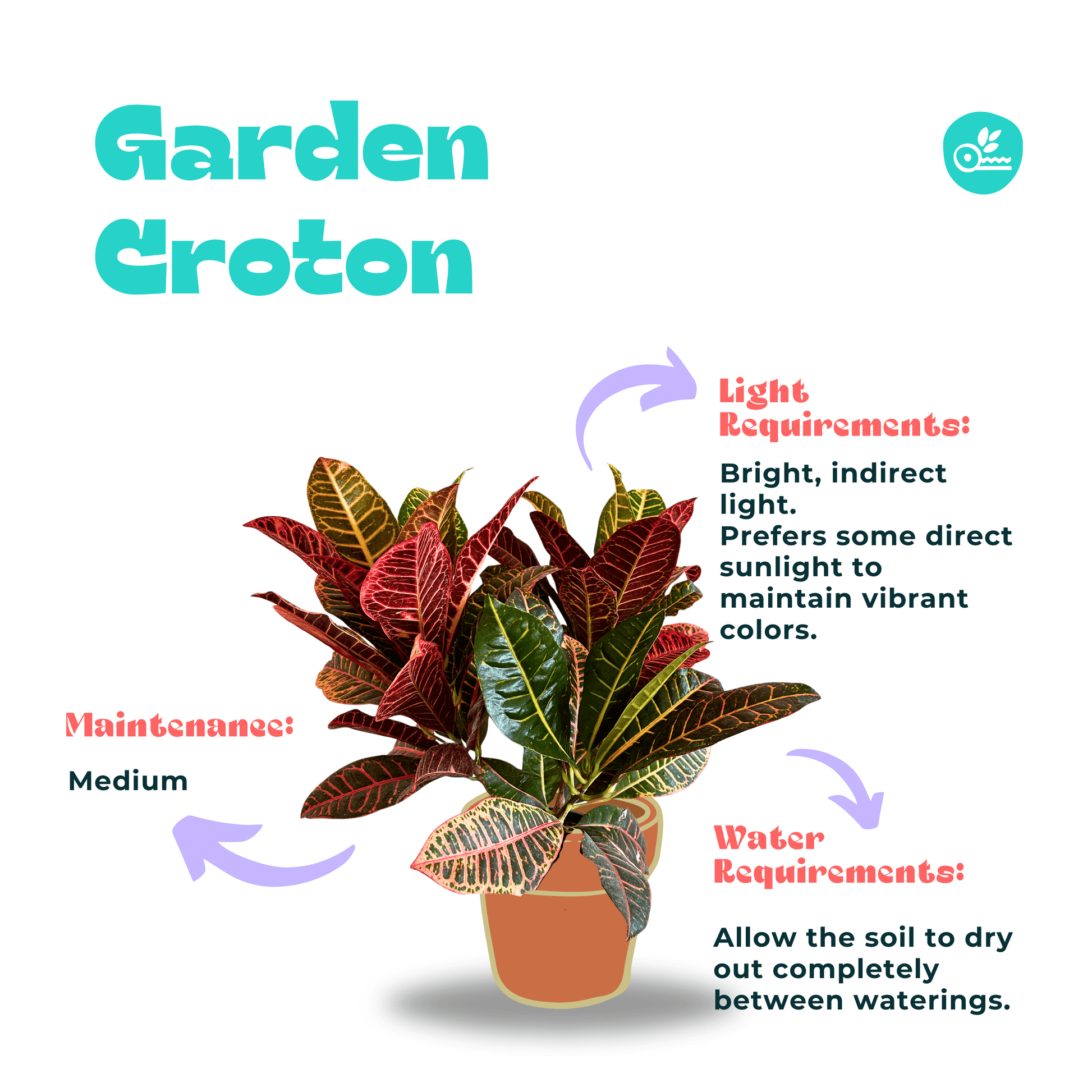 indoor croton plant names with pictures Indoor Croton – Kaynuna.co