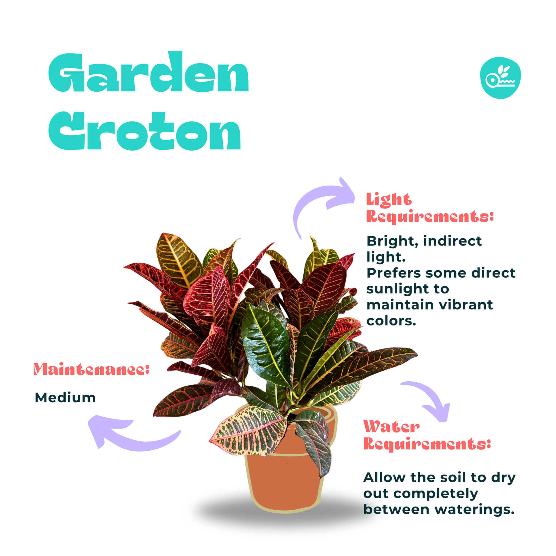 Garden Croton Plant Care Guide