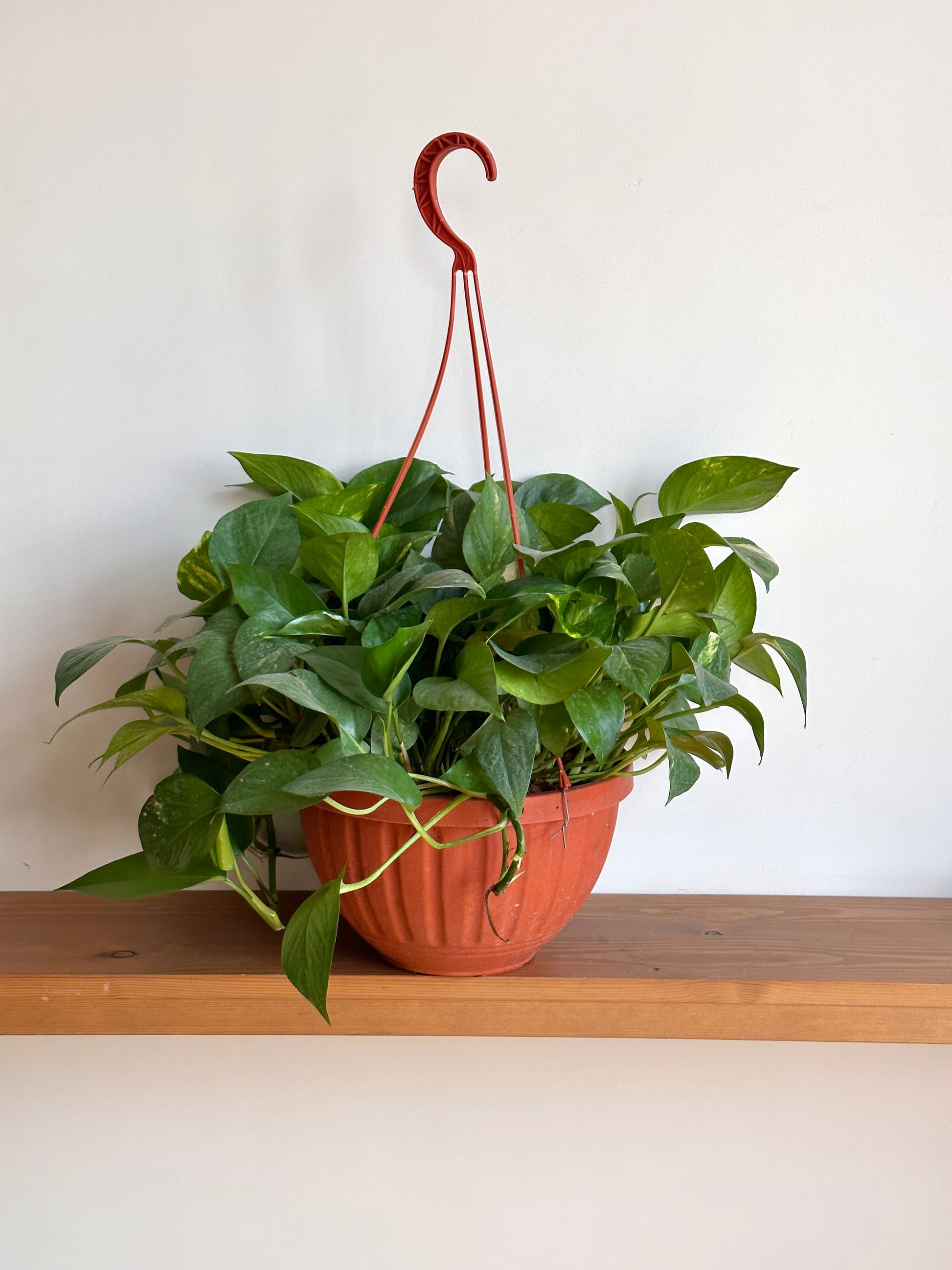 golden pothos delivery Pothos Plant – Delivery in Cairo & Alexandria, Egypt – Kaynuna.co