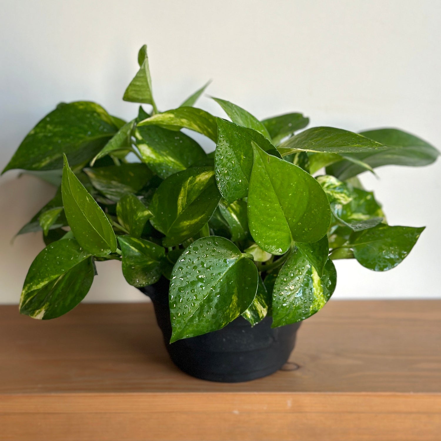 Golden Pothos inddor plant in black plastic pot| product image| kaynuna