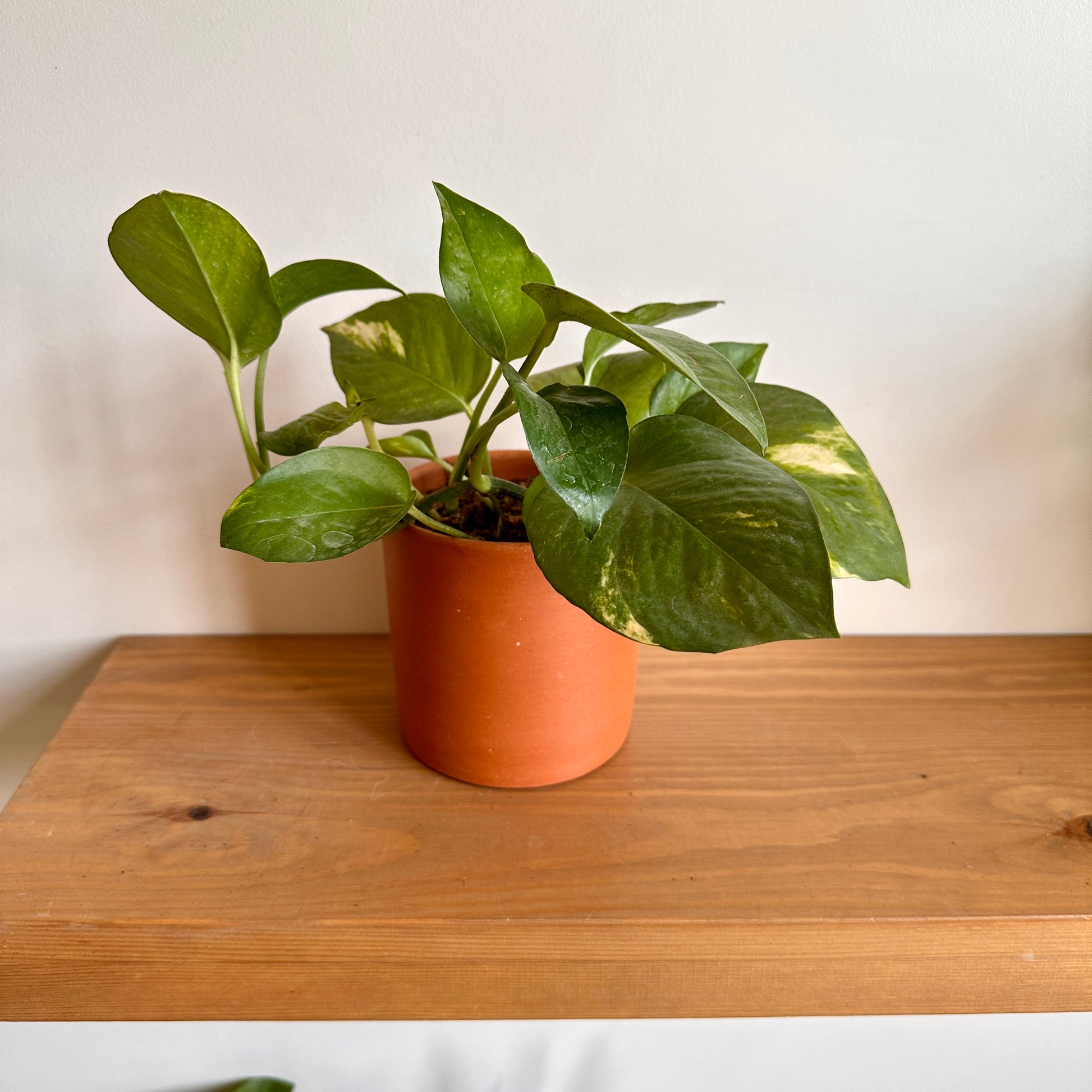 Shop Golden Pothos in Bastet Terracotta Clay Pot.