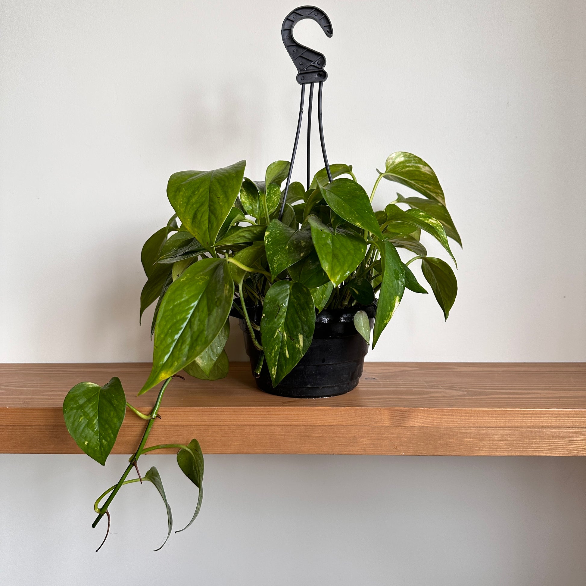 Golden Pothos Plant (Epipremnum aureum) - Available on Kaynuna.co in Cairo, Egypt"