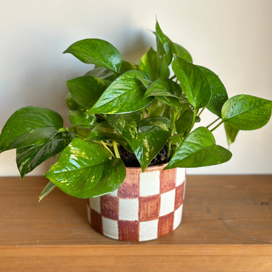 Golden Pothos in Checkered Honeycomb Ceramic Pot – A trailing houseplant with green and golden variegated leaves in a modern textured ceramic pot.