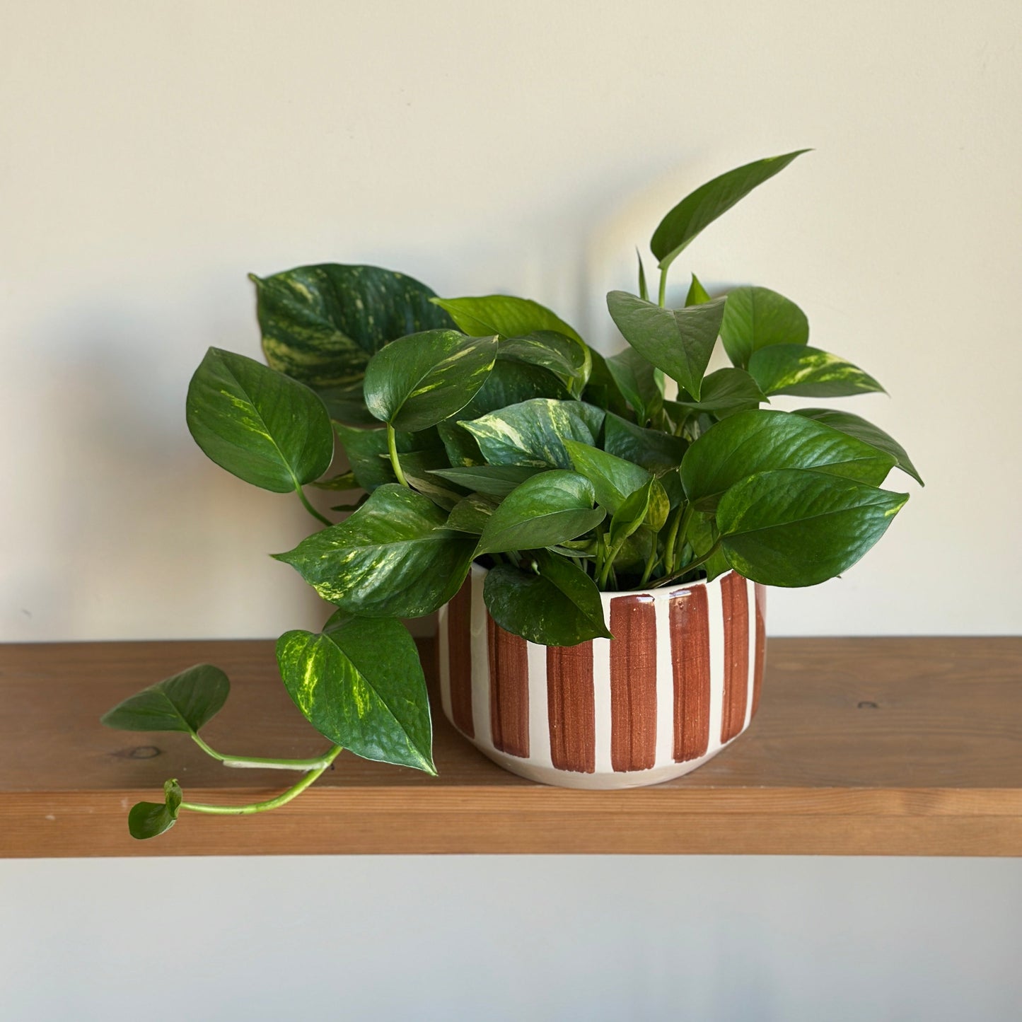 plain green pothos Pothos Plant – Delivery in Cairo & Alexandria, Egypt – Kaynuna.co
