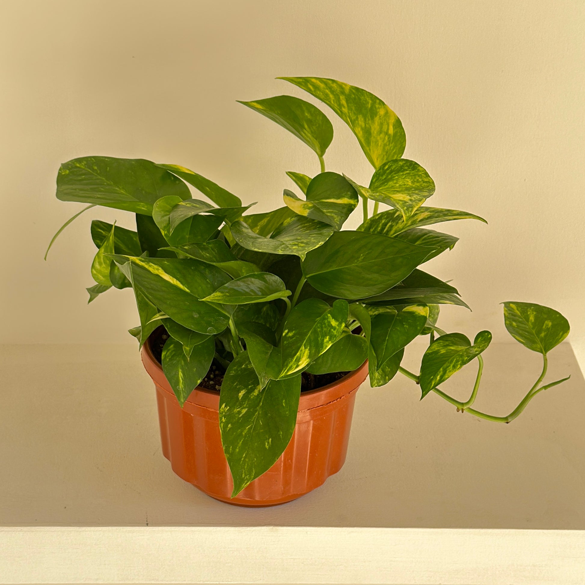 Potted Golden Pothos houseplant with green leaves on a beige background