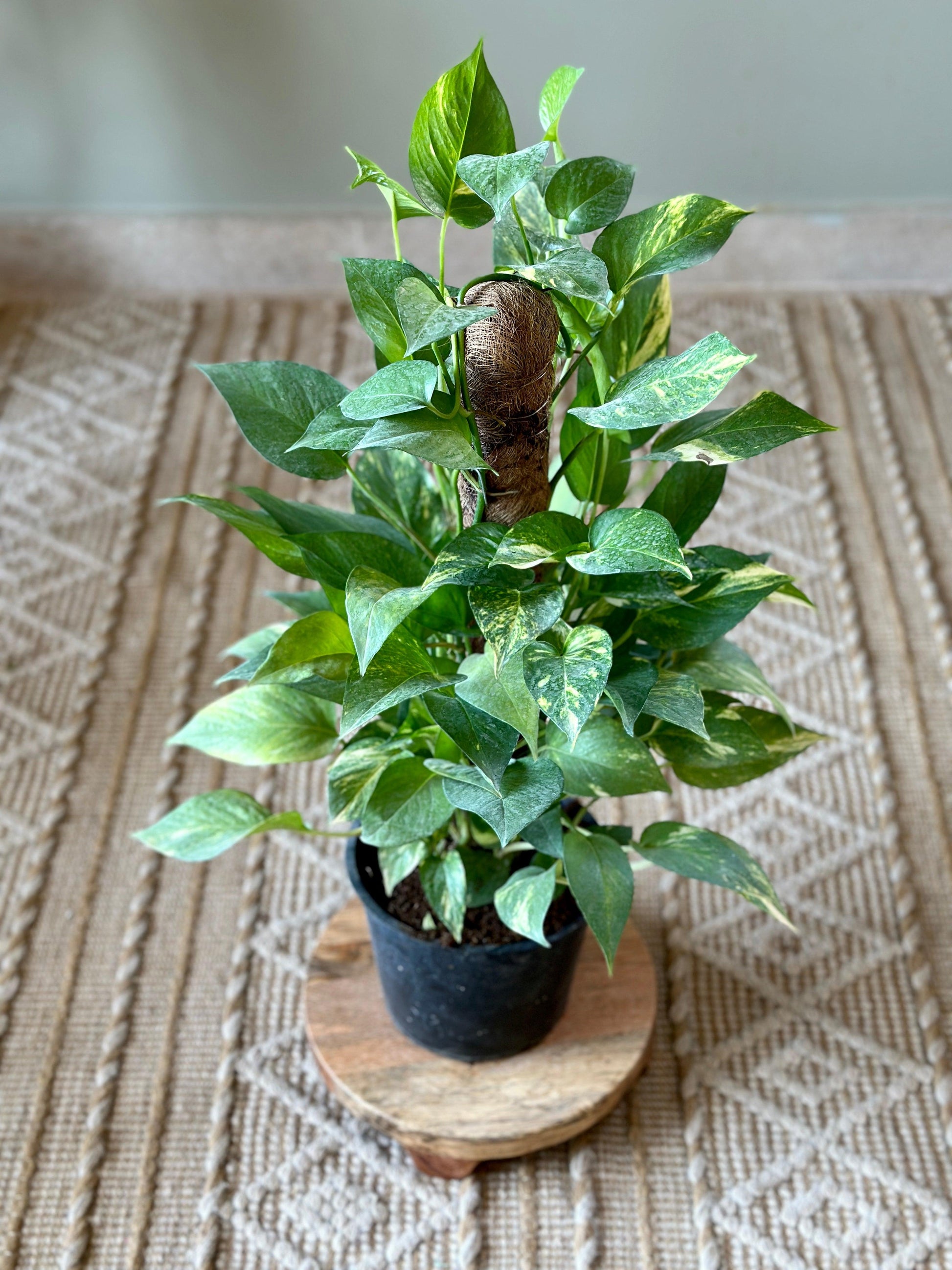 pothos buy Buy Golden Pothos with Support Stick – Easy Indoor Plant